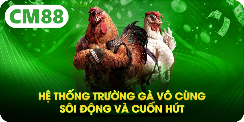Hệ thống trường gà vô cùng sôi động và cuốn hút